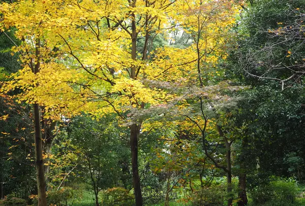 都立林試の森公園の写真・動画_image_108114
