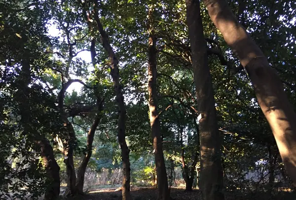 小石川植物園の写真・動画_image_113765