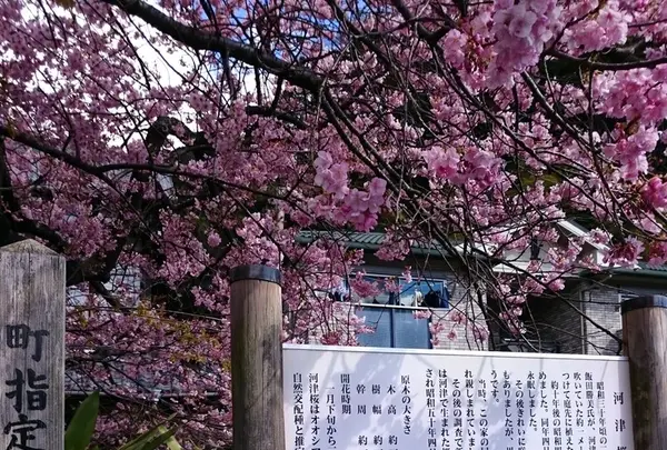 河津桜の原木の写真・動画_image_116561