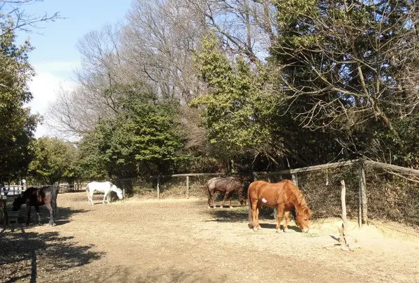 三木ホースランドパークの写真・動画_image_118454