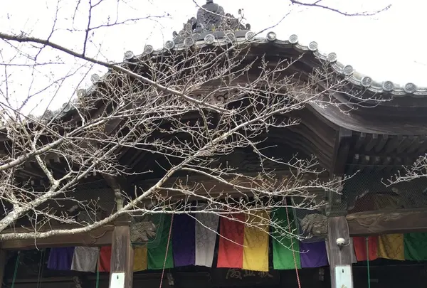 紀三井寺の写真・動画_image_122503