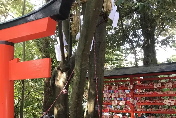 下鴨神社（賀茂御祖神社）の写真・動画_image_124917
