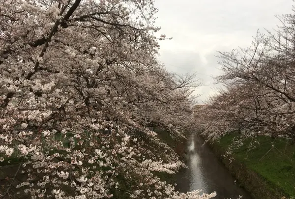 黒川の桜の写真・動画_image_126084