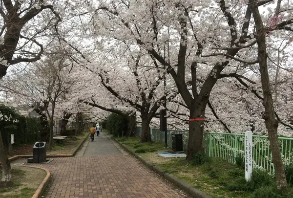 黒川の桜の写真・動画_image_126085