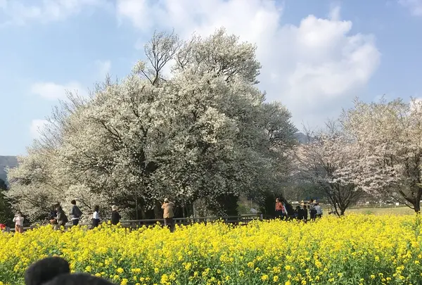 一心行の大桜の写真・動画_image_127342
