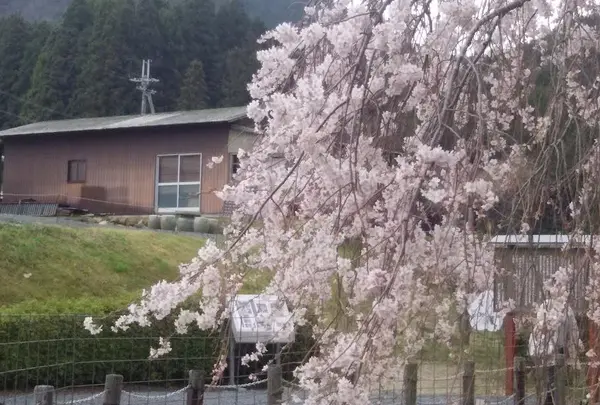 畑のしだれ桜の写真・動画_image_128176