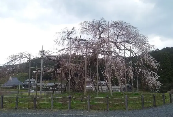 畑のしだれ桜の写真・動画_image_128798
