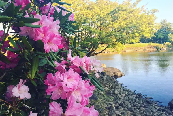 国営昭和記念公園日本庭園の写真・動画_image_130458
