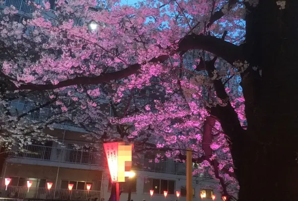 目黒川の桜並木の写真・動画_image_131464