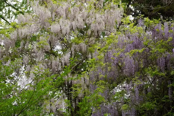 萬葉植物園の写真・動画_image_132671