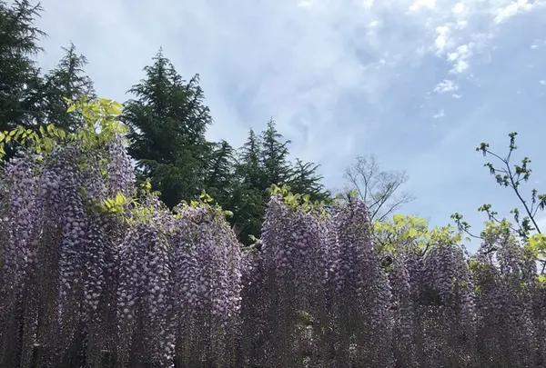 笠間稲荷神社の写真・動画_image_133188