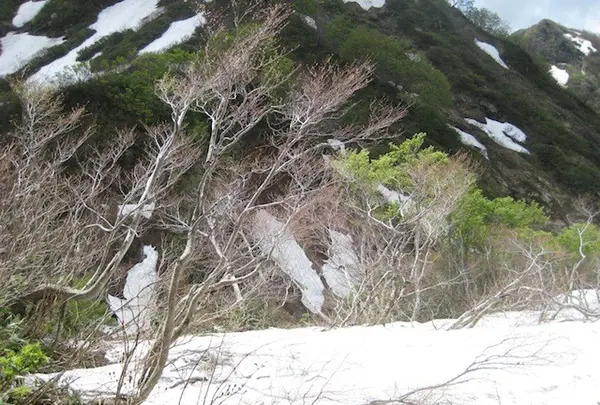 出羽三山神社の写真・動画_image_135569
