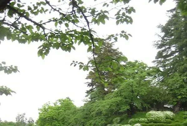上杉神社の写真・動画_image_135653