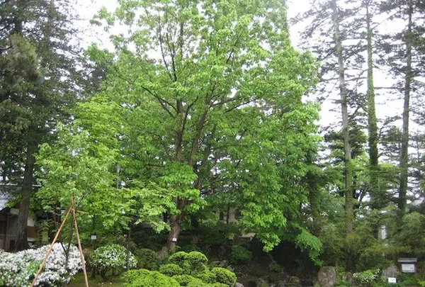 上杉神社の写真・動画_image_135658