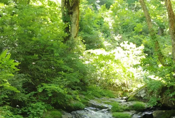 県立自然公園宇津江四十八滝の写真・動画_image_141621