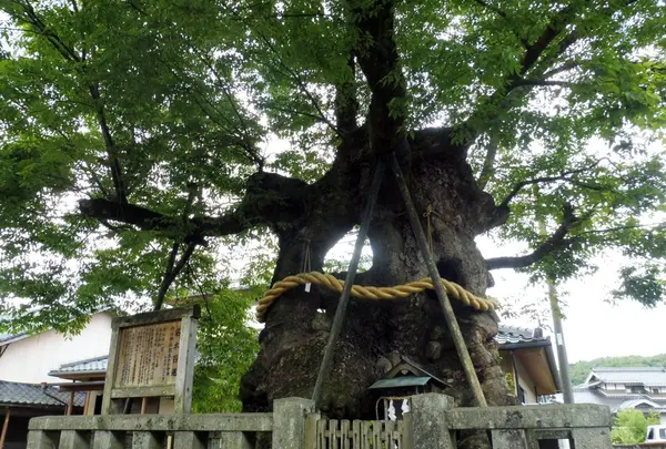 中山神社の写真・動画_image_142138