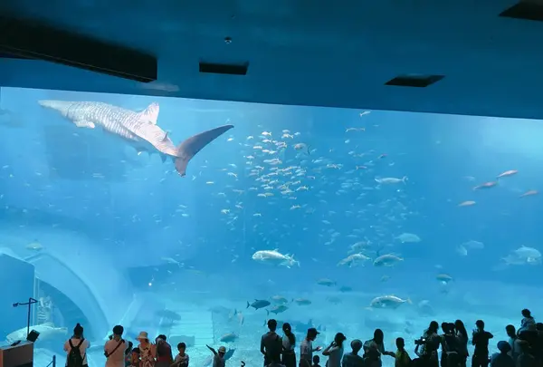 沖縄美ら海水族館の写真・動画_image_147258