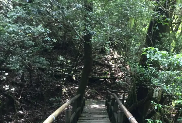 屋久島自然休養林（ヤクスギランド）の写真・動画_image_152098