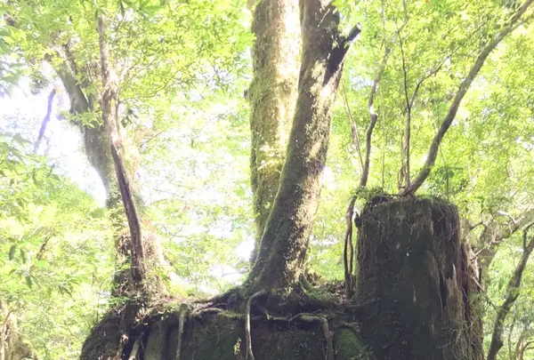 屋久島自然休養林（ヤクスギランド）の写真・動画_image_152099