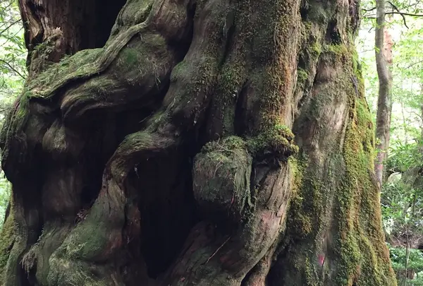 屋久島自然休養林（ヤクスギランド）の写真・動画_image_152101