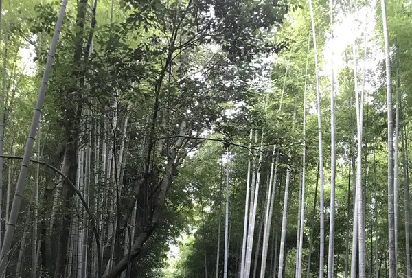 嵐山 竹林の小径の写真・動画_image_157681