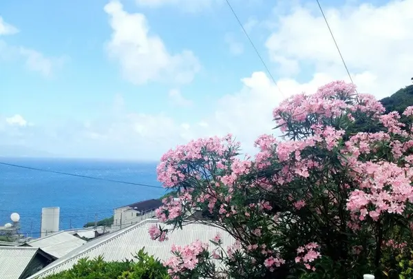 御蔵島の写真・動画_image_159495