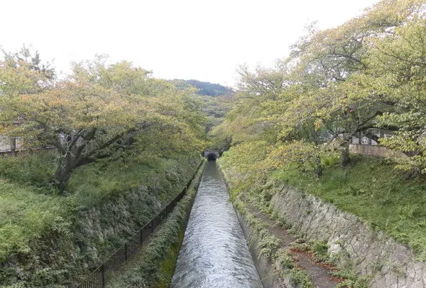 琵琶湖疏水の写真・動画_image_161245