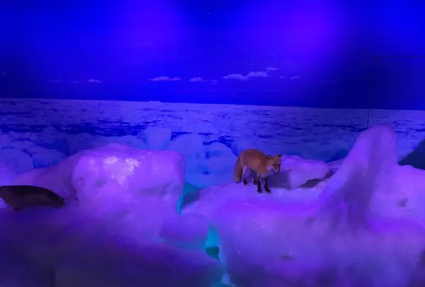 オホーツク流氷館の写真・動画_image_163212