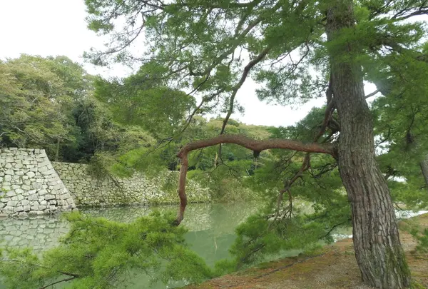 彦根城の写真・動画_image_164787