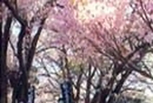 甲斐大泉温泉　パノラマの湯の写真・動画_image_168984