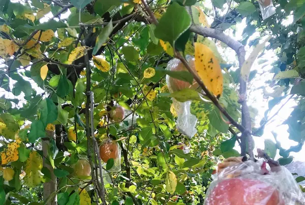 共楽園・林檎の樹の写真・動画_image_169403