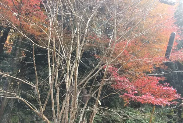 室生寺の写真・動画_image_170193