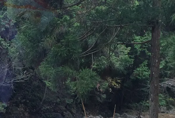 室生寺の写真・動画_image_170239