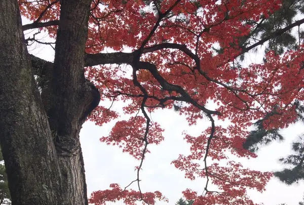 奈良公園の写真・動画_image_170421