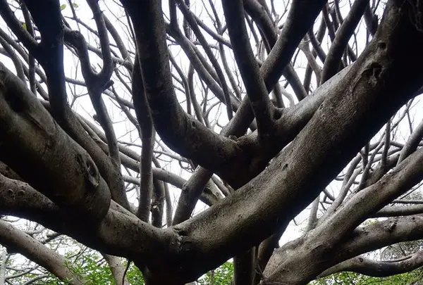 アコウの木の写真・動画_image_171691
