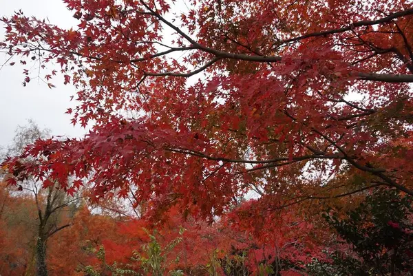 北川村「モネの庭」マルモッタンの写真・動画_image_171722