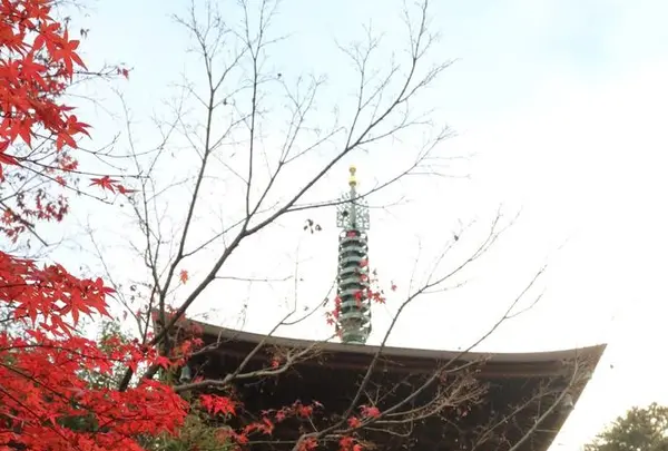 豪徳寺の写真・動画_image_176725
