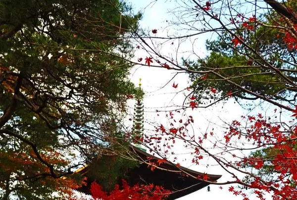 豪徳寺の写真・動画_image_176726