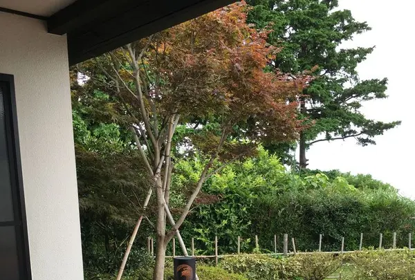 西伊豆 高級旅館 富岳群青の写真・動画_image_177035