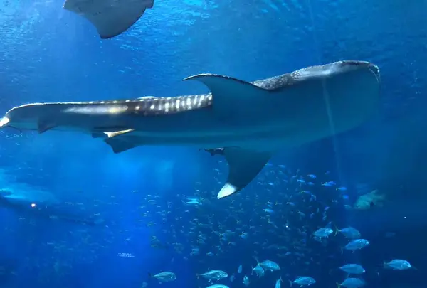 沖縄美ら海水族館の写真・動画_image_177602