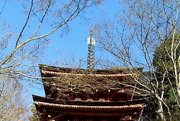 浄瑠璃寺の写真・動画_image_179920