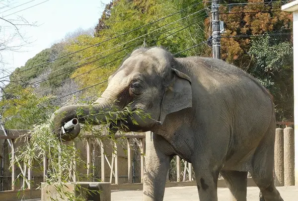静岡市立日本平動物園の写真・動画_image_182055
