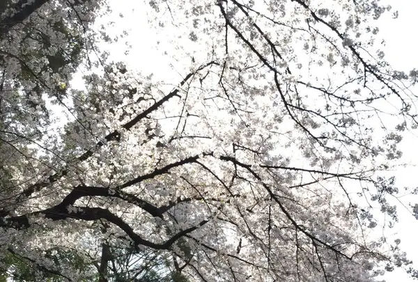 勝川天神社の写真・動画_image_187191