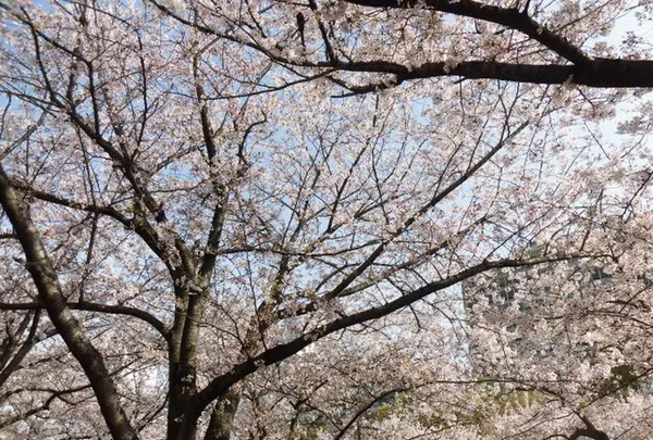 大阪城公園の写真・動画_image_187566