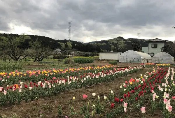 毛呂山町葛木の写真・動画_image_188128