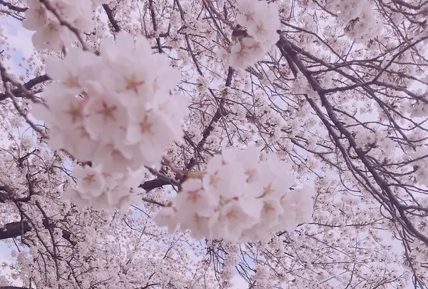 稲荷大明神の写真・動画_image_188362