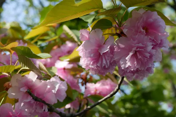 桜の名所の写真・動画_image_189104