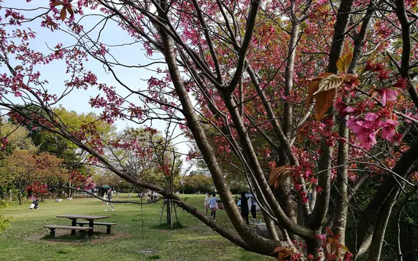 本牧山頂公園の写真・動画_image_189367