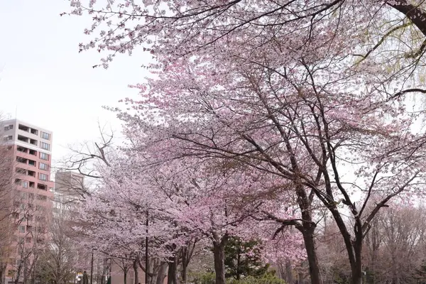 中島公園の写真・動画_image_190575