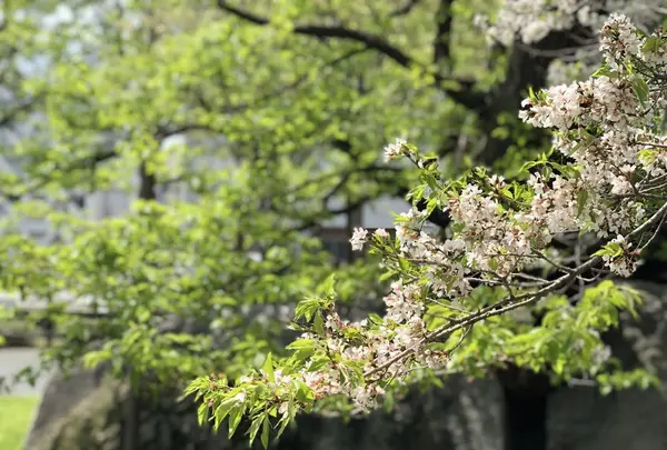 石割桜の写真・動画_image_191773